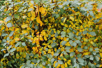 daun kuning, Kuning, daun, latar belakang, hijau, coklat, semak, ranting, musim gugur, alam, di luar ruangan