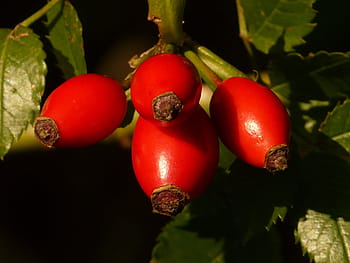four red fruits, rose hip, fruit, sammelfrucht, red, dog rose, rosa canina, hageman rose, wild rose