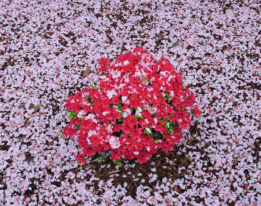 ピンク、 赤、 つつじ、 春、 花、 工場