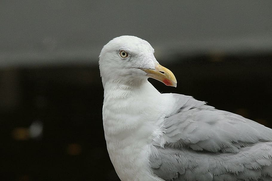 sleď racek, racky, larus argentatus, laridae, velký racek, seevogel, moře, pták, druh, zvířat, zvíře