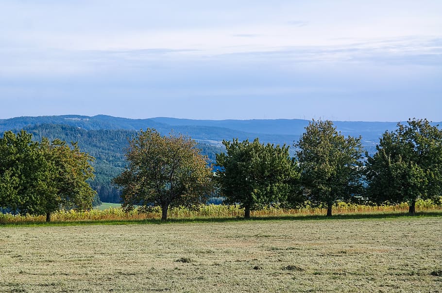 trees, row of trees, field, meadow, panorama, landscape, nature, view, autumn mood