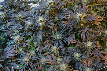 hnědý, zelená, rostlin, venkovní, marihuana, konopí, plevel, ganja, medicína, přírodní, hrnec