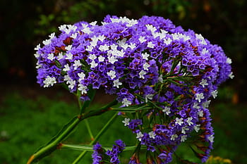 okřídlený, pláž, šeřík, květ, okřídlený pláž lilac, limonium sinuatum, pláž lilac, limonium, rostliny s kořeny, plumbaginaceae, modrý