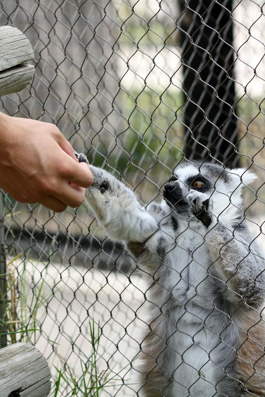 キツネザル、 共有、 動物園、 動物、 ケージ、 動物のテーマ、 飼育下の動物、 家畜、 1匹
