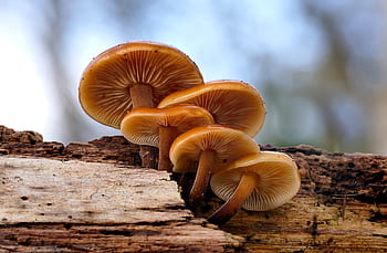 Flammulina velutipes, brown mushrooms, forest mushrooms, wild mushrooms, edible mushrooms, mushroom cluster, mushroom gills, mushroom stem, mushroom cap, nature photography, outdoor fungi