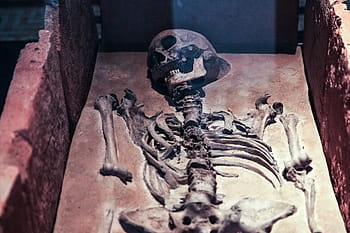 human, brown, surface, Skeleton, Skull, Old, Ancient, Dead, death, bone, scary
