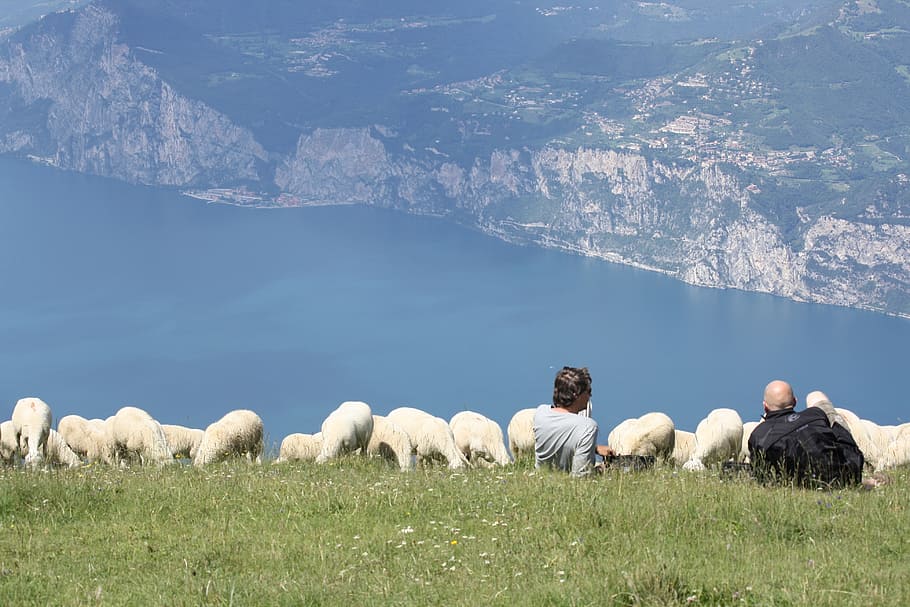 stádo ovcí, monte baldo, garda
