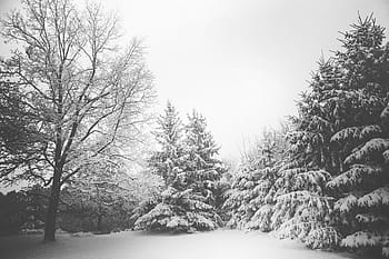 zasněžené borovice, šedá, stupnice, fotografie, sníh, stromy, během dne, zimní, Studený, Příroda, Vánoce