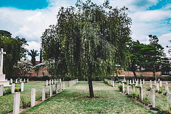 willow tree, tombstones, graveyard, nature, landscape, trees, green, cemetery, clouds, sky, death