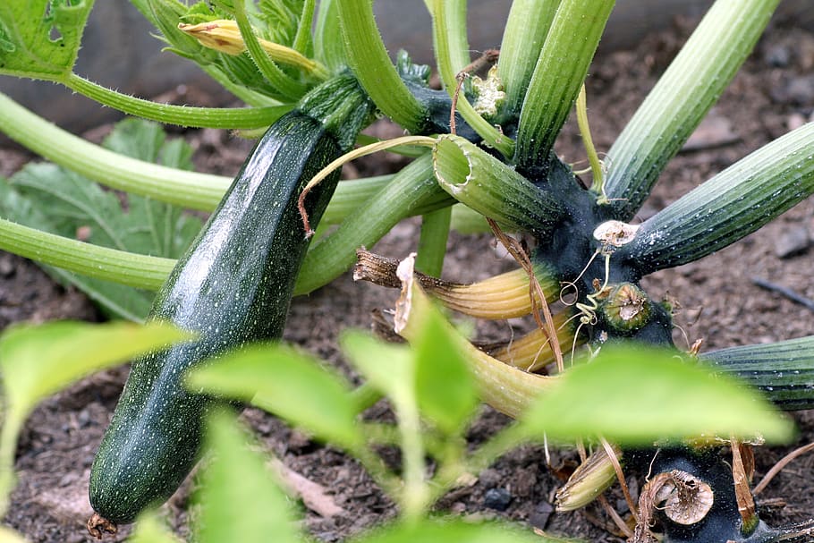 zucchini, vegetable, bio, vegetarians, garden, harvest, power, costs, health