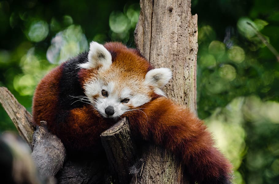 červená panda, červená Liška, fotografování divoké zvěře, větev stromu, lesní zvíře, roztomilé zvíře, přírodní scéna, načechraná kožešina, zvíře ve stromu, Venkovní divoká zvěř, přirozené prostředí