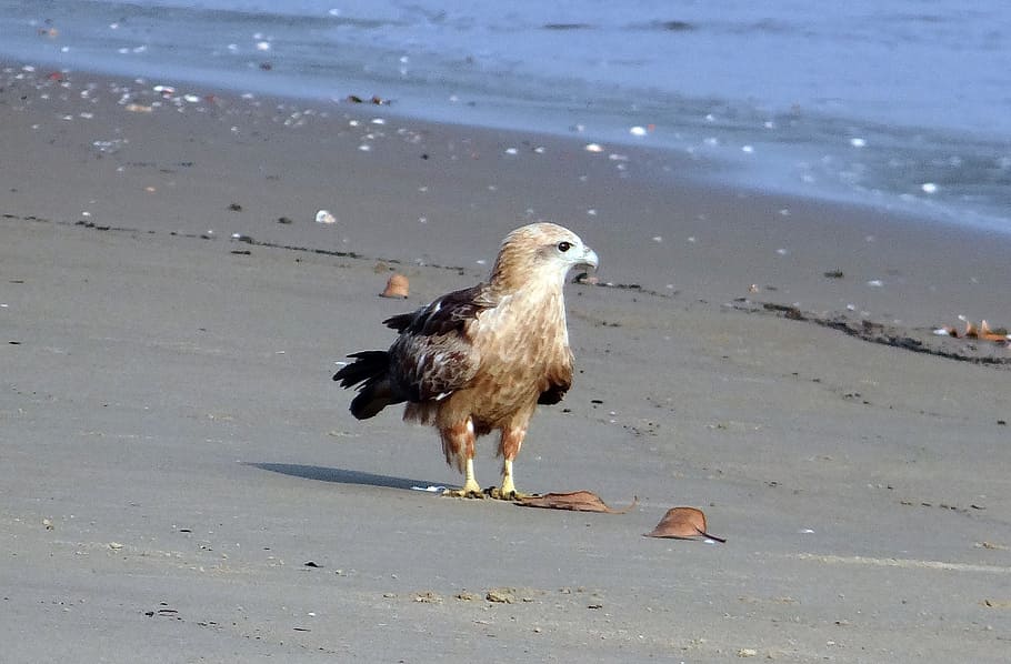 brahminy kite, haliastur indus, red-backed, sea-eagle, bird, fauna, aghanashini, river, bank, karnataka, india