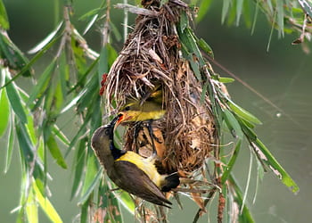 olive-back sunbird feeding chick, wild, bird, wildlife, male, chick, feeding, nest, natural, nature, outdoor
