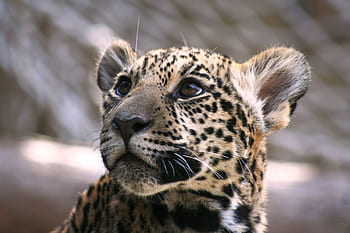 leopard, head, attention, creature, mammal, carnivores, hunter, cheetah, fur, stains, large