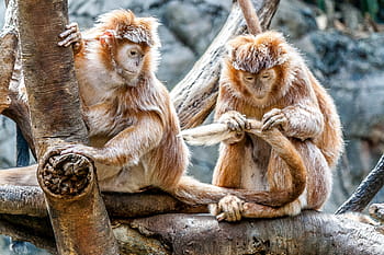 deux, marron, primates, arbre, singe, animal, animal de compagnie, faune, plante, la nature, branche