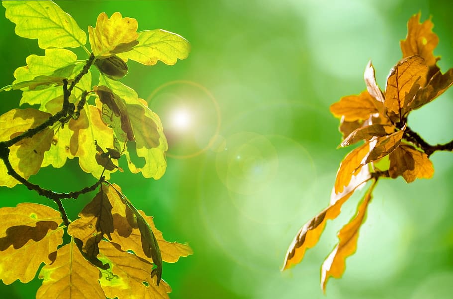 green, brown, leaf plant photography, leaf, plant, photography, autumn, leaves, colorful, season, beautiful