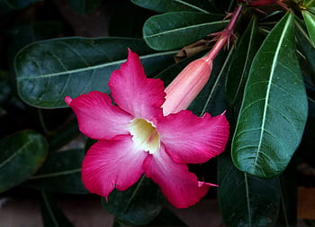 Adenium obesum, desert rose, pink petaled flower