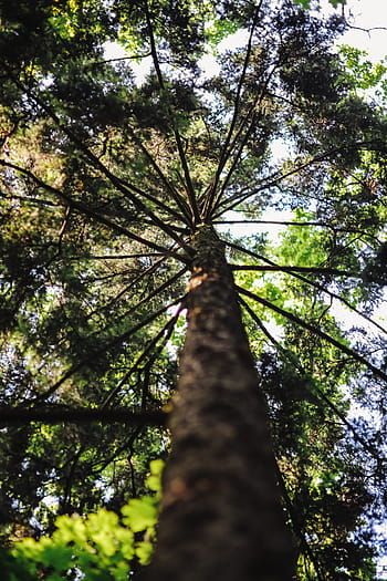 andar, floresta moze, floresta, moze, verão, verde, natureza, madeira, bosques, árvore, folha