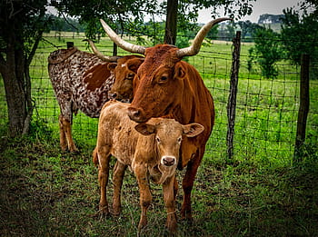 three, brown, cattles, tree, longhorn, cattle, mother, calf, closeup, landscape, farm