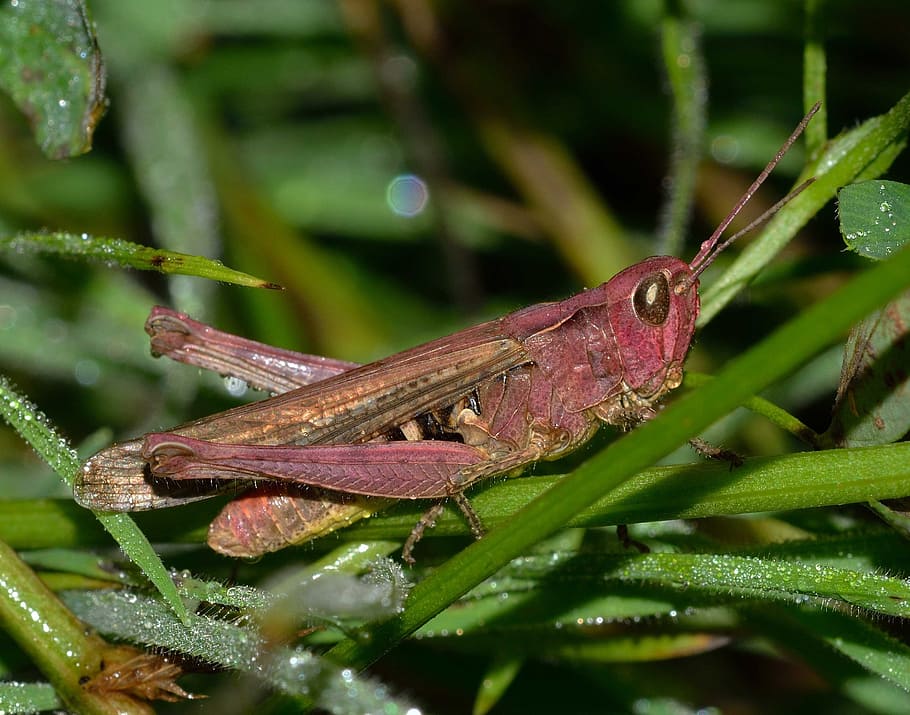 saranče, orthoptera, hmyz