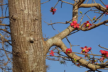 Tree, Flower, Bombax Ceiba, shimul, cotton tree, red silk-cotton, red cotton tree, silk-cotton, kapok, ceiba pentandra, bombacaceae
