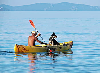 adam, köpek, binme, tekne, gündüz, kürekler, Su, kısa kürek, sakin, yaz, ayaklarını suda oynatma