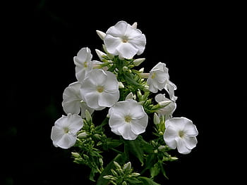 fotografia di luce scarsa, bianca, fiori, phlox, fiore, petalo, giardino, fioritura, fiorire, ornamentale, pianta