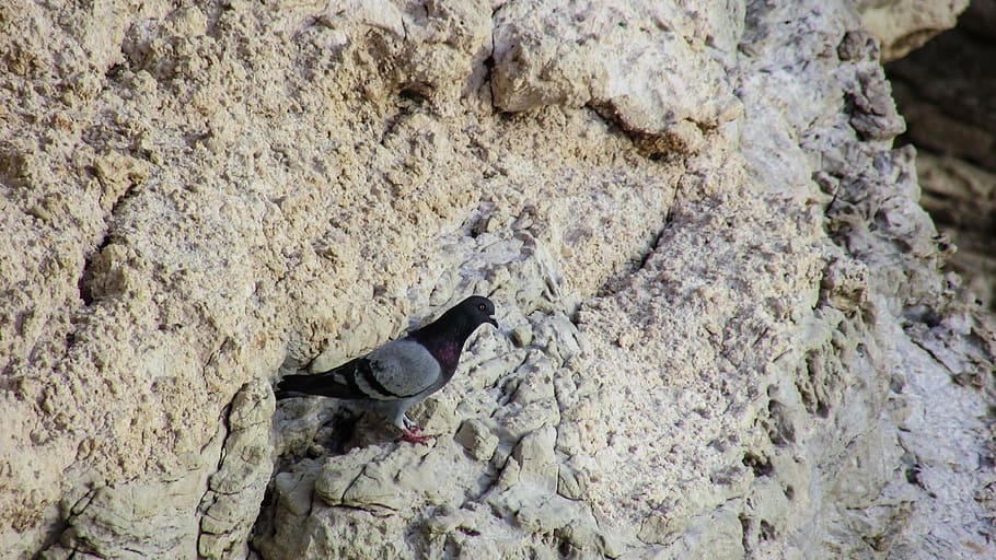 wild pigeon, cliff, rock, nature, wildlife, rocky coast, ayia napa, cyprus