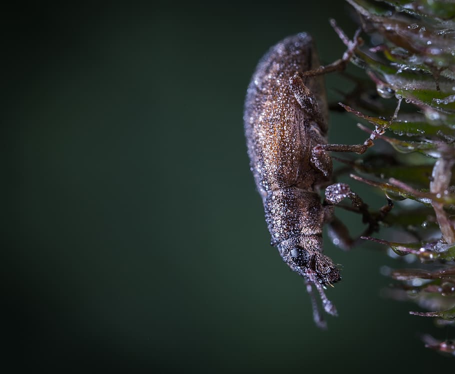 insect, bespozvonochnoe, nature, living nature, animals, beetle, weevil