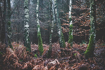 nature, landscape, forest, woods, leaves, autumn, fall, green, brown