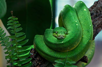 green snake, Toxic, Green, Tree Snake, Reptile, snake, green, tree snake, dangerous, terrarium, green tree python, creature