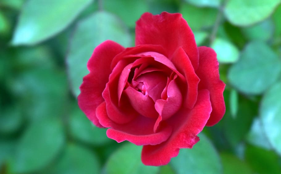 selektivní, zaměření fotografie, Červené, růže, červená růže, pohled shora, květ, rosa