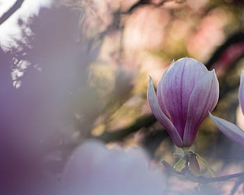detailní, fotografie, růžový, květ magnólie, nachový, okvětní lístek, květ, Příroda, rostlina, rozmazat, růžová barva