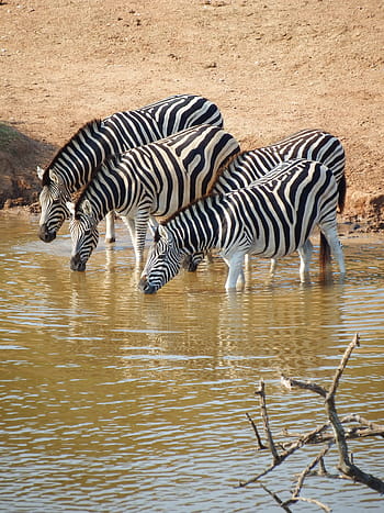 four, zebra drinking, river, daytime, zebra, addo elephant park, south africa, drinking, watering hole