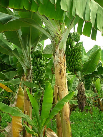 zelená, banán rostlin, během dne, banány, banánovníky, banánové plantáže, plantáž, pěstování ovoce, zahrada