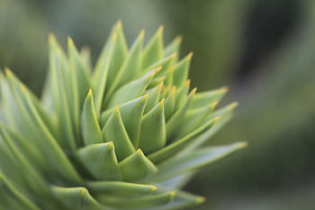 green leafed plant, plant, garden, leaves, green, sharp, succulent Plant, nature, cactus, aloe, green Color
