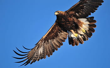 flying, black, white, hawk, blue, sky, golden eagle, soaring, bird, raptor, flight