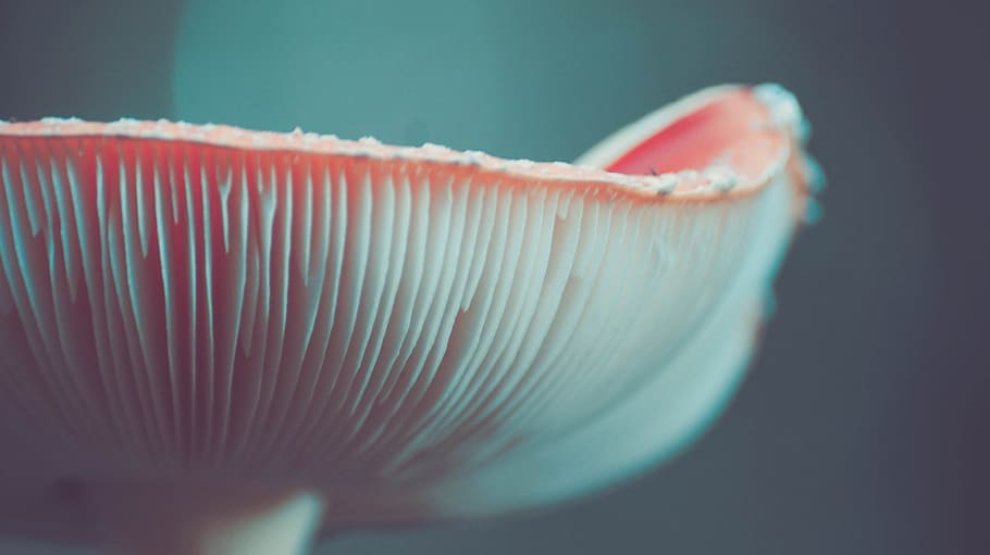 close-up photograph, oyster mushroom, mushroom, poison, nature, spore, scene
