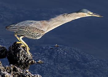 heron, striated, bird, nature, wildlife, animal, tropical, beak, mangrove, wild, lagoon