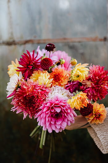 Dalia, Dalias, flores, colorido, pétalos, floración, flor, plantas, florista, floral, hermosa