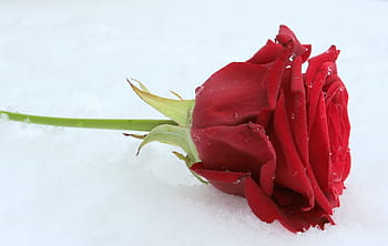 red, rose, white, surface, flower, blossom, bloom, rose bloom, rose blooms, love, valentine's day
