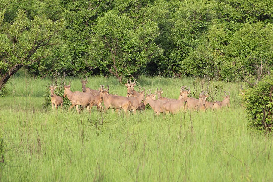 vodní buck, Ghana, safari, Afrika, Příroda