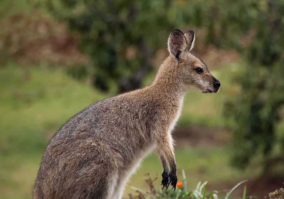 gray, kangaroo, closeup, photography, wallaby, rednecked wallaby, australia, queensland, marsupial, wild