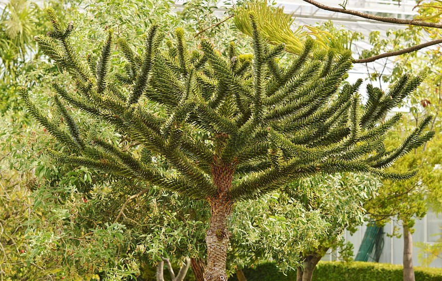 dlaň, araucaria, rostlina, zelená, špičatý, Příroda, pichlavý, podnět, strom, zelená barva, růst