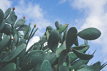 faible, photo d'angle, vert, bleu, ciel, la photographie, cactus, plante, épine, la nature, nuage