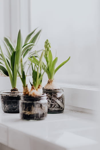 Jacinto, plantas, tarro, plantado, interior, primavera, jacintos, muscari, tarros