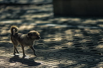 zvířat, psů, domestikovaný, domácí mazlíčci, oči, čenich, Procházka, bokeh, kachlová, chodníky