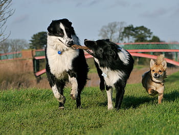 two, adult, black, white, border collies, brown, chihuahua, playing, green, grass lawn, dogs playing