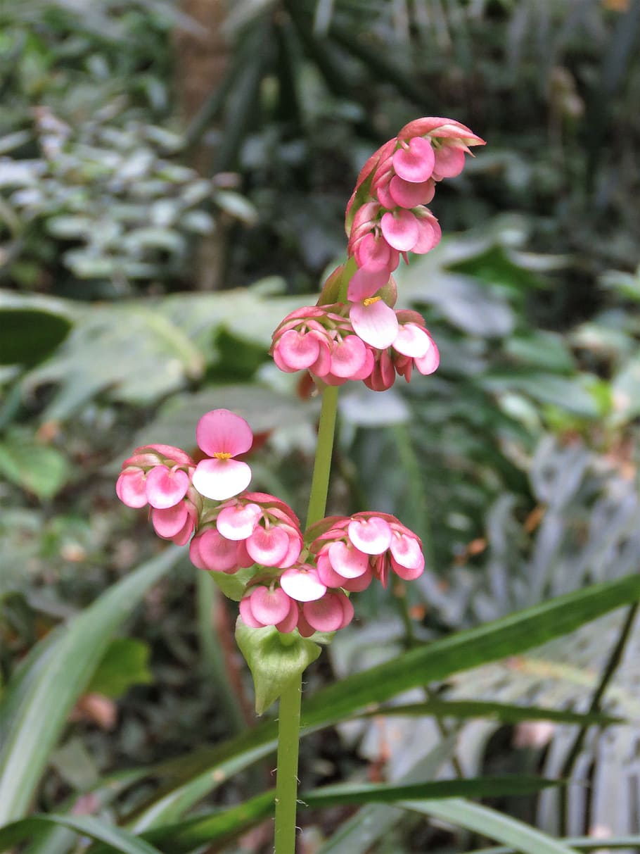 vallarta botanico, flower, tropical flower, pink flower