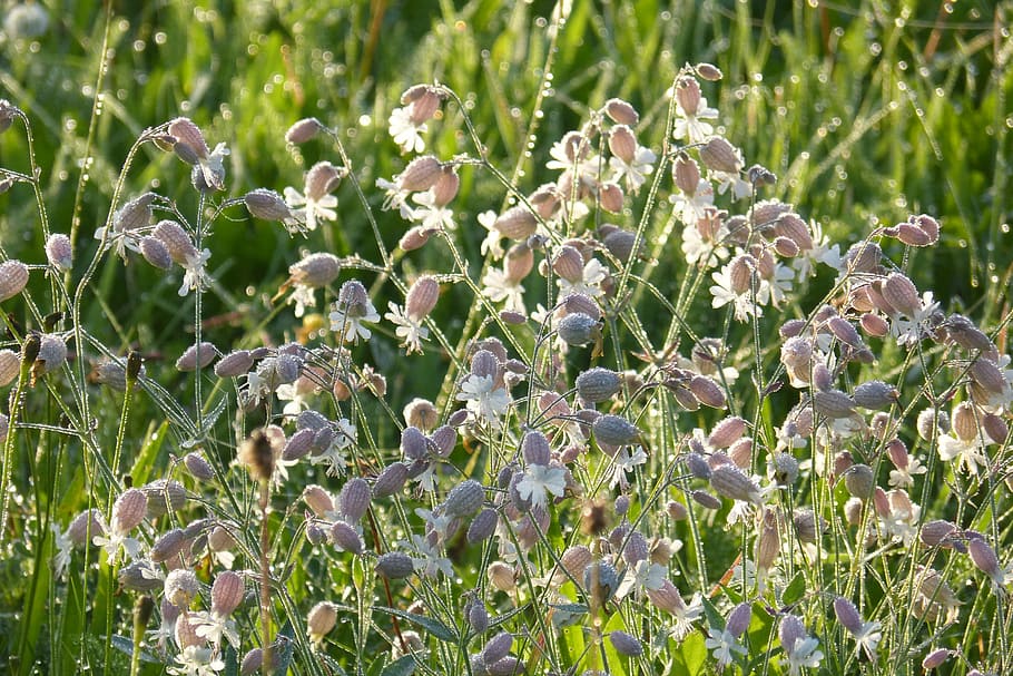 taubenkropf leimkraut, herb, silene vulgaris, ordinary leimkraut, inflated leimkraut, gossip carnation, knirrkohl, carnation family, caryophyllaceae, grassland plants, pigeon goiter